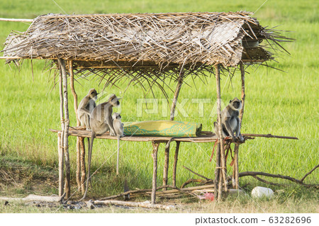 Tufted gray langur in Arugam bay, Sri Lanka Tufted gray langur in Arugam bay, Sri Lanka 63282696