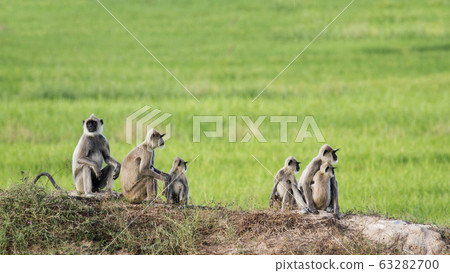 Tufted gray langur in Arugam bay, Sri Lanka 63282700