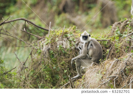 Tufted gray langur in Bundala national park, Sri Tufted gray langur in Bundala national park, Sri 63282701
