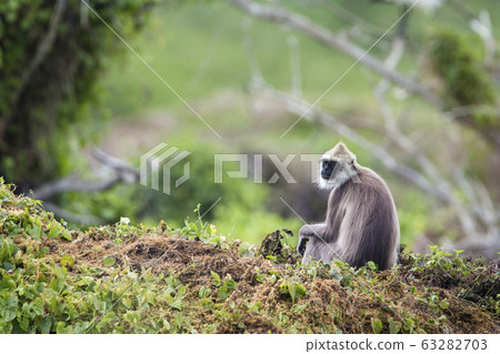 Tufted gray langur in Bundala national park, Sri Tufted gray langur in Bundala national park, Sri 63282703