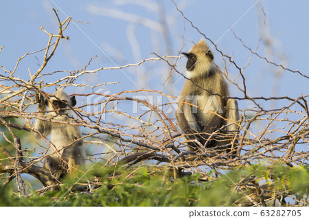 Tufted gray langur in Bundala national park, Sri Tufted gray langur in Bundala national park, Sri 63282705