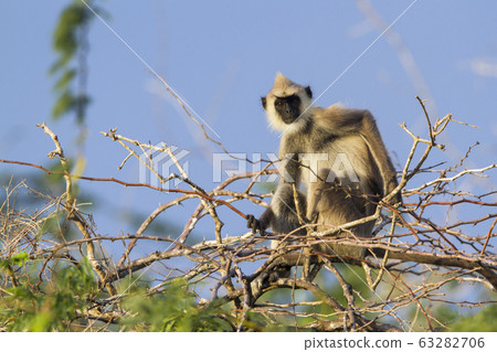 Tufted gray langur in Bundala national park, Sri Tufted gray langur in Bundala national park, Sri 63282706