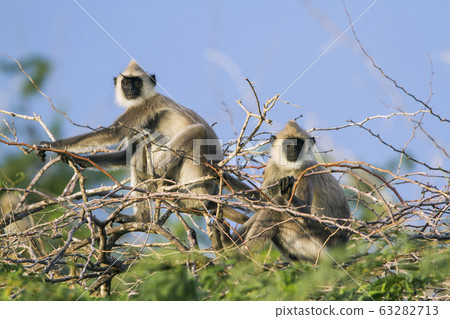 Tufted gray langur in Bundala national park, Sri Tufted gray langur in Bundala national park, Sri 63282713