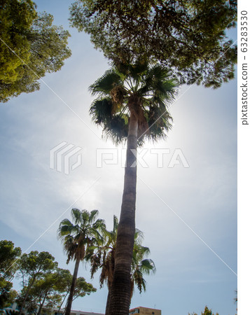 Tropical trees lining the Mallorca coast under sunny and dazzling sun Tropical trees lining the Mallorca coast under sunny and dazzling sun 63283530