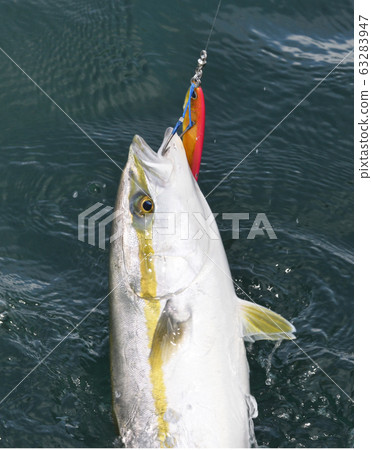 Yellowtail 63283947