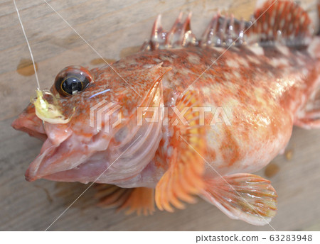 Scorpion fish Scorpion fish 63283948
