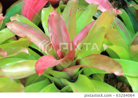 Aechmea fasciata kind of local Brazil Plants. 63284064