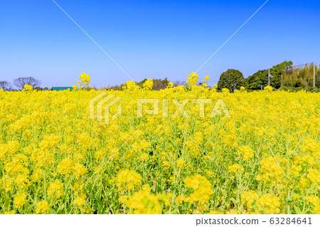 Izumi Recycle Environmental Park: Rape blossoms in full bloom Izumi Recycle Environmental Park: Rape blossoms in full bloom 63284641