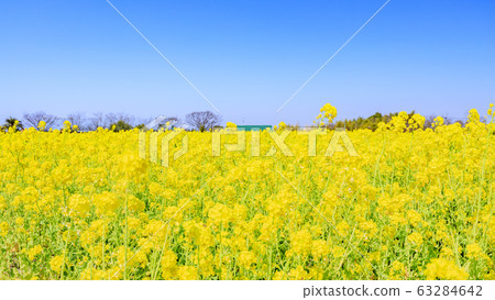 Izumi Recycle Environmental Park: Rape blossoms in full bloom Izumi Recycle Environmental Park: Rape blossoms in full bloom 63284642