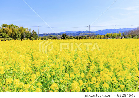 Izumi Recycle Environmental Park: Rape blossoms in full bloom 63284643