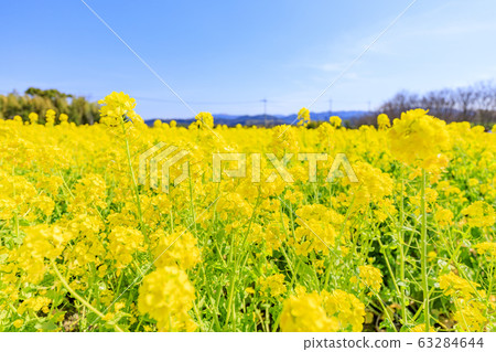 泉循環環境公園:盛開的油菜花 泉循環環境公園:盛開的油菜花 63284644