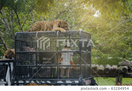 feeding fresh meat to Bengal Tigers 63284954