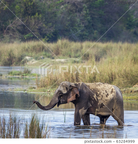 Asian Elephant in Bardia national park, Nepal 63284999