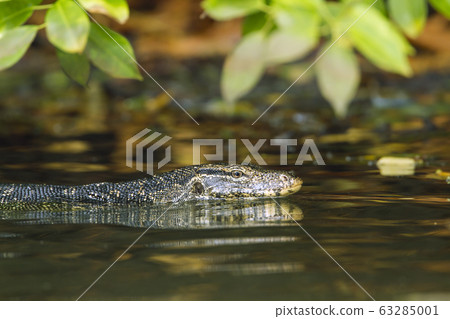 Asian Water monitor in Tangalle, Sri Lanka Asian Water monitor in Tangalle, Sri Lanka 63285001