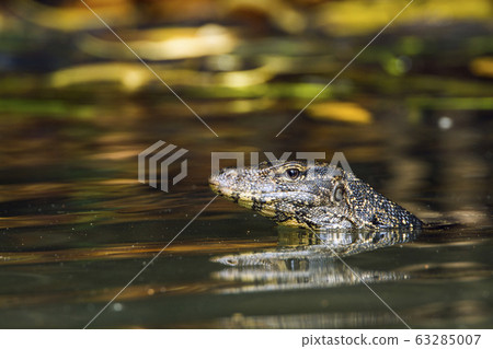 Asian Water monitor in Tangalle, Sri Lanka Asian Water monitor in Tangalle, Sri Lanka 63285007