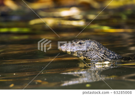 Asian Water monitor in Tangalle, Sri Lanka Asian Water monitor in Tangalle, Sri Lanka 63285008