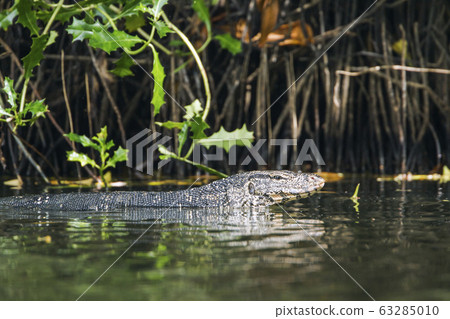 Asian Water monitor in Tangalle, Sri Lanka Asian Water monitor in Tangalle, Sri Lanka 63285010
