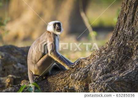 Hanuman Langur in Bardia national park, Nepal Hanuman Langur in Bardia national park, Nepal 63285036