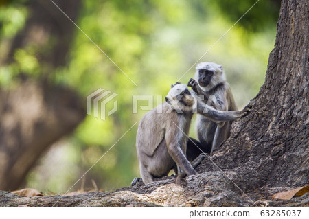 Hanuman Langur in Bardia national park, Nepal 63285037