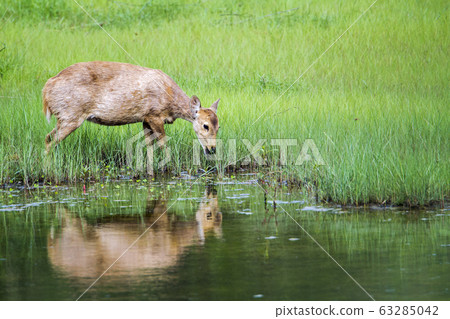 Hog Deer in Bardia national park, Nepal 63285042