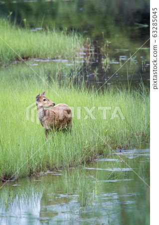 Hog Deer in Bardia national park, Nepal 63285045