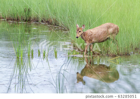 Hog Deer in Bardia national park, Nepal 63285051