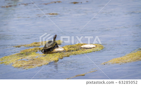 Indian Softshell Turtle in Bardia national park, 63285052
