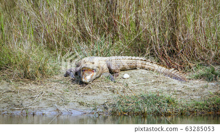 Mugger Crocodile in Bardia national park, Nepal 63285053