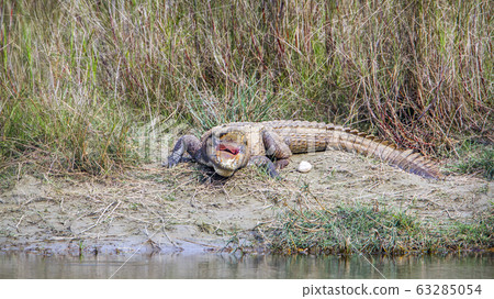 Mugger Crocodile in Bardia national park, Nepal Mugger Crocodile in Bardia national park, Nepal 63285054