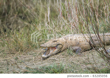 Mugger Crocodile in Bardia national park, Nepal Mugger Crocodile in Bardia national park, Nepal 63285056