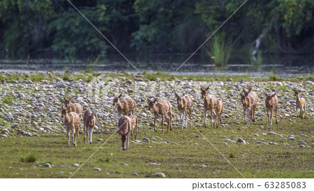 Spotted Deer in Bardia national park, Nepal 63285083