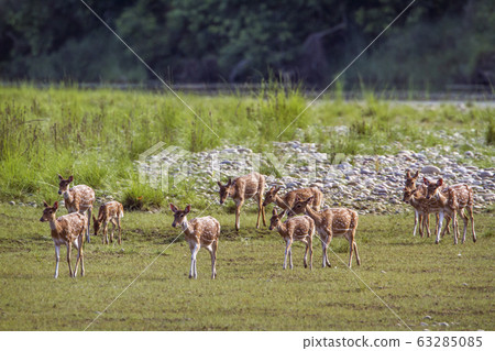 Spotted Deer in Bardia national park, Nepal 63285085
