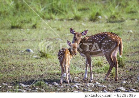 Spotted Deer in Bardia national park, Nepal 63285089