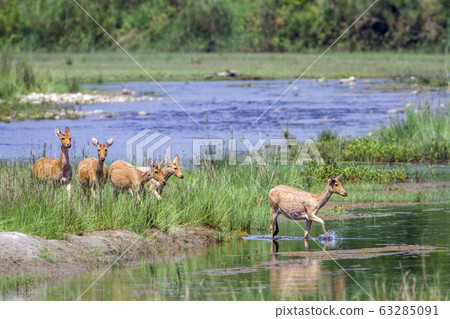 Swamp Deer in Bardia national park, Nepal 63285091