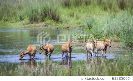 Swamp Deer in Bardia national park, Nepal 63285095