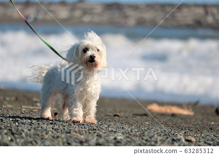 Shonan white dog Shonan white dog 63285312