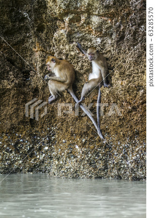 Crab-eating Macaque in Hat Chao Mai national park, 63285570