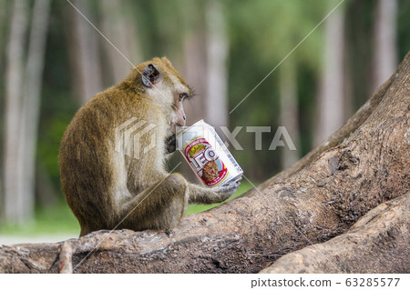 Crab-eating Macaque in Hat Chao Mai national park, 63285577