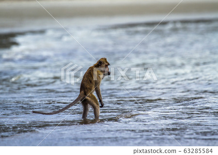 Crab-eating Macaque in Hat Chao Mai national park, 63285584