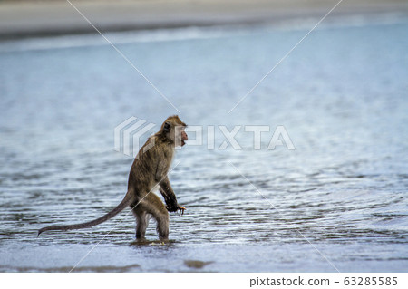 Crab-eating Macaque in Hat Chao Mai national park, Crab-eating Macaque in Hat Chao Mai national park, 63285585