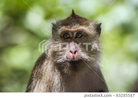 Crab-eating Macaque in Hat Chao Mai national park, 63285587
