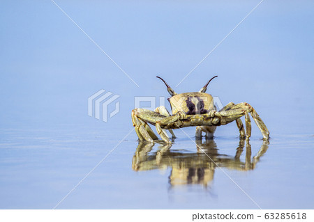 Horned Ghost crab in Koh Muk beach, Thailand 63285618