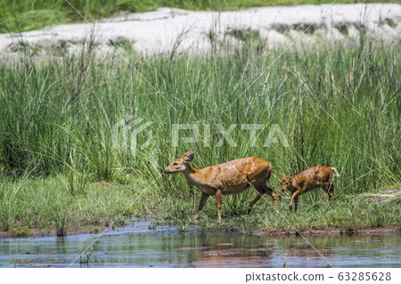Hog Deer in Bardia national park, Nepal Hog Deer in Bardia national park, Nepal 63285628