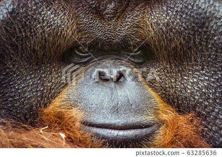 Orangutan portrait in Chiang Mai zoo, Thailand 63285636