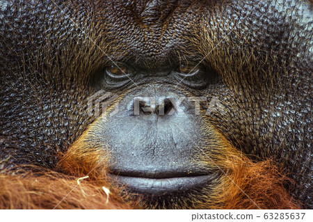 Orangutan portrait in Chiang Mai zoo, Thailand 63285637