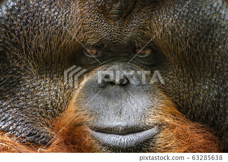 Orangutan portrait in Chiang Mai zoo, Thailand 63285638