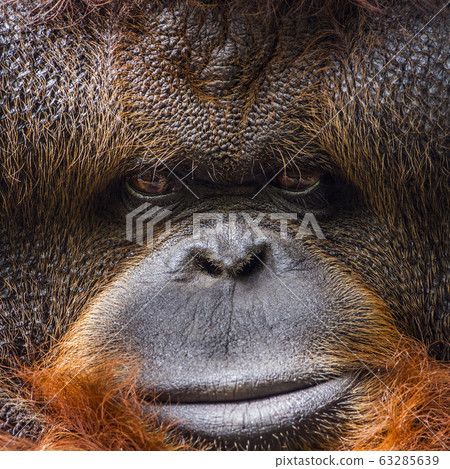 Orangutan portrait in Chiang Mai zoo, Thailand 63285639