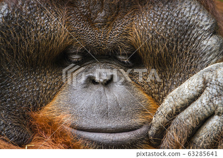 Orangutan portrait in Chiang Mai zoo, Thailand Orangutan portrait in Chiang Mai zoo, Thailand 63285641