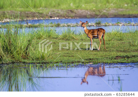 Spotted Deer in Bardia national park, Nepal 63285644
