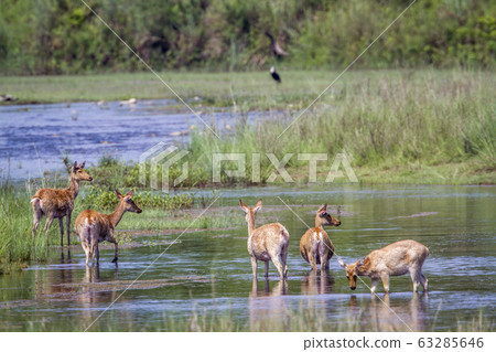 Swamp Deer in Bardia national park, Nepal 63285646